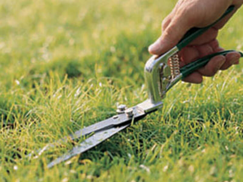 Stainless Steel Grass Shears