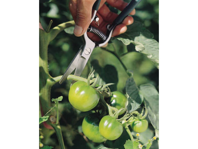 Trimmer Forged Fruit Pruner