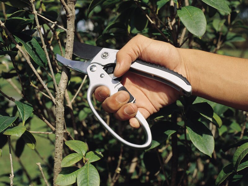 205mm Professional BYPASS Ratchet Pruner