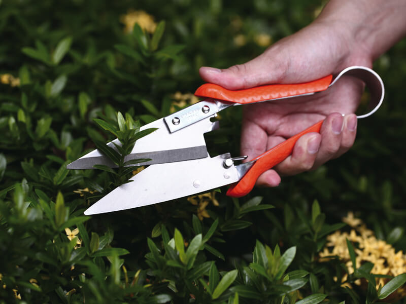 Leafage / Grass Shears