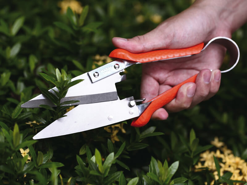 Leafage / Grass Shears