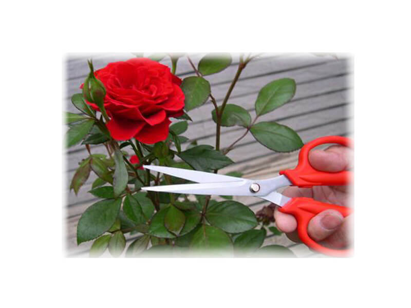 Flower Scissors with blade Cap