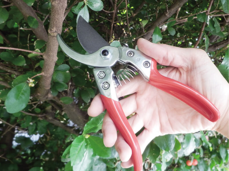 Premium Bypass Pruner