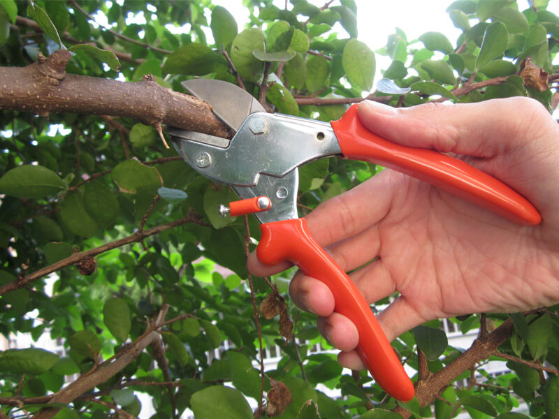 Best Anvil Pruning Shears