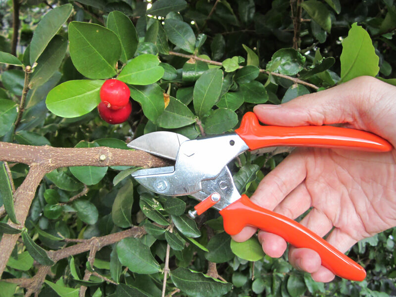 Best Anvil Pruning Shears