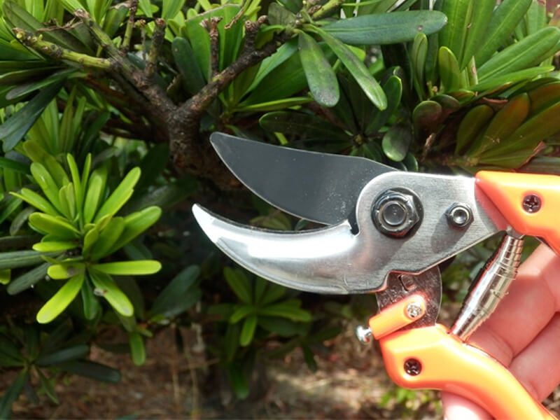 PROFESSIONL Bypass Pruning Shears