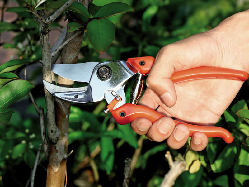 PROFESSIONAL Anvil Pruning Shears