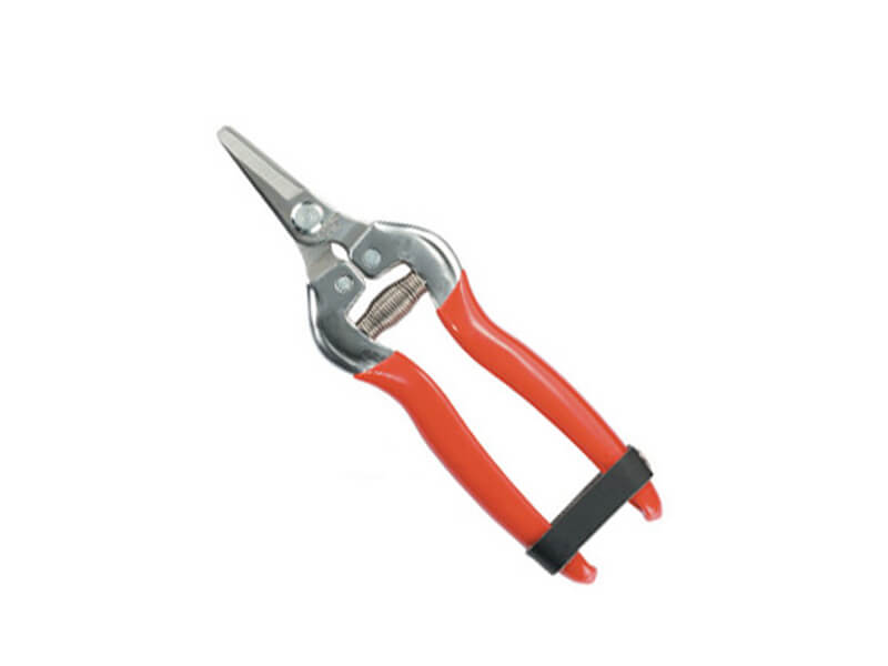 Stainless Steel Fruit Pruner