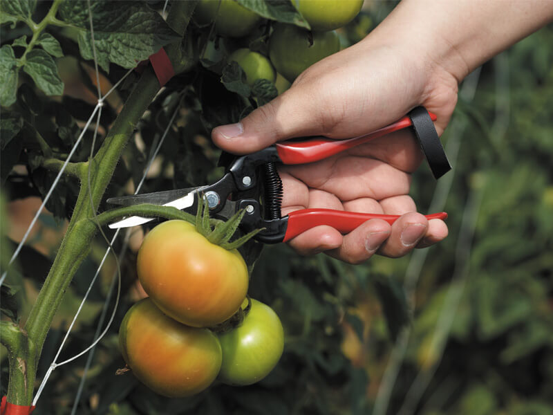 Sécateur de fruits