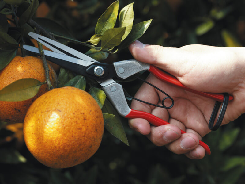 Long Blade Fruit Pruner