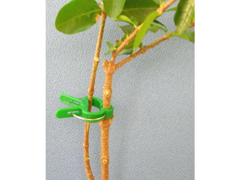Branch Fixed Clip