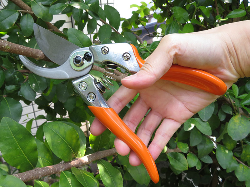 Premium Bypass Pruner