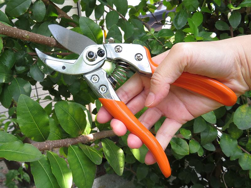 Premium Bypass Pruner